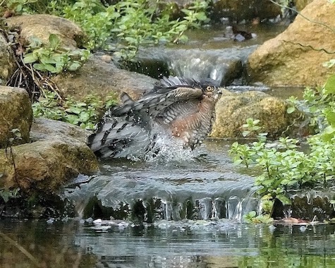 sparrowhawk